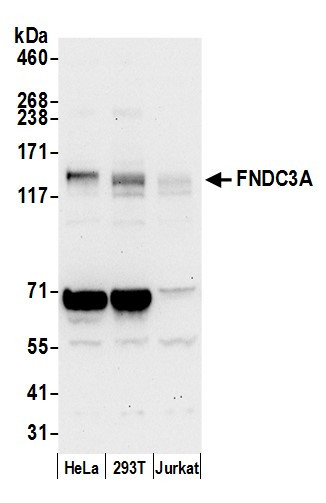 FNDC3A Antibody in Western Blot (WB)