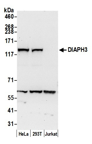 DIAPH3 Antibody in Western Blot (WB)