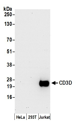 CD3D Antibody in Western Blot (WB)