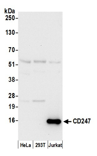 CD247/CD3Z Antibody in Western Blot (WB)