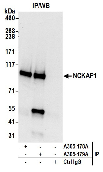 NCKAP1/NAP125 Antibody in Immunoprecipitation (IP)