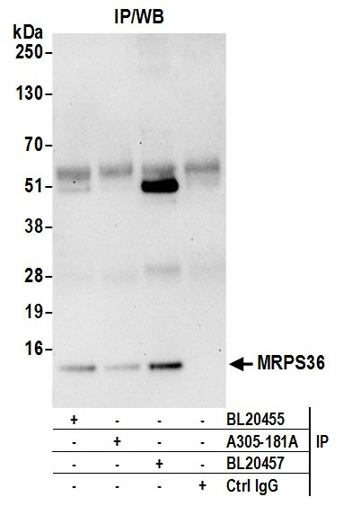 MRPS36 Antibody in Immunoprecipitation (IP)