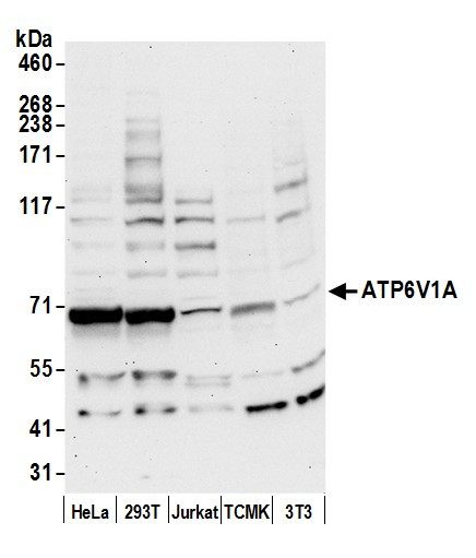 ATP6V1A Antibody in Western Blot (WB)