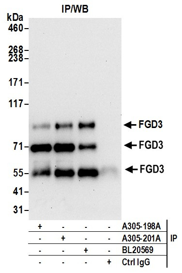 FGD3 Antibody in Immunoprecipitation (IP)
