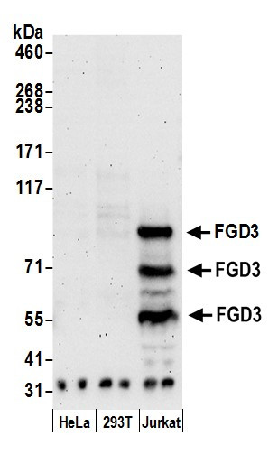 FGD3 Antibody in Western Blot (WB)