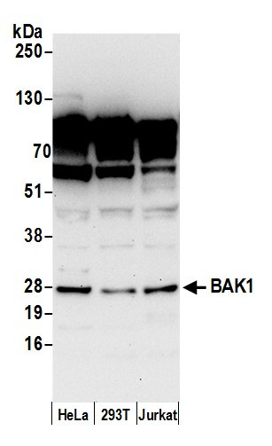 BAK1 Antibody in Western Blot (WB)