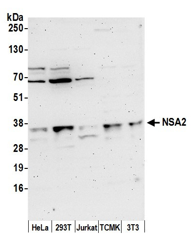 NSA2/TINP1 Antibody in Western Blot (WB)