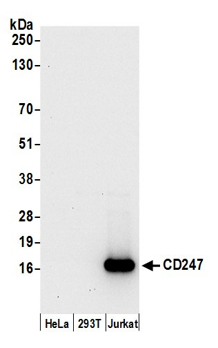 CD247/CD3Z Antibody in Western Blot (WB)