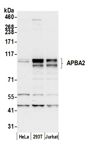 APBA2 Antibody in Western Blot (WB)