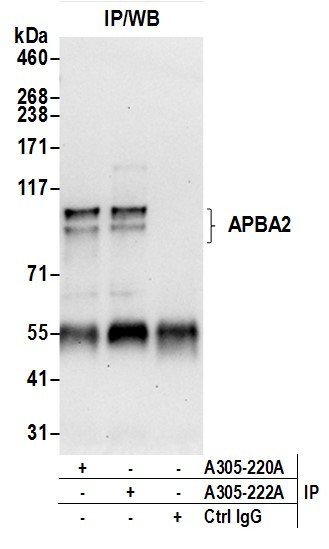 APBA2 Antibody in Immunoprecipitation (IP)