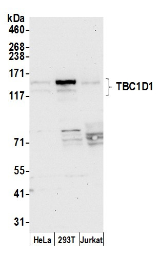 TBC1D1 Antibody in Western Blot (WB)