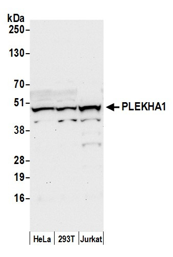 PLEKHA1/TAPP1 Antibody in Western Blot (WB)