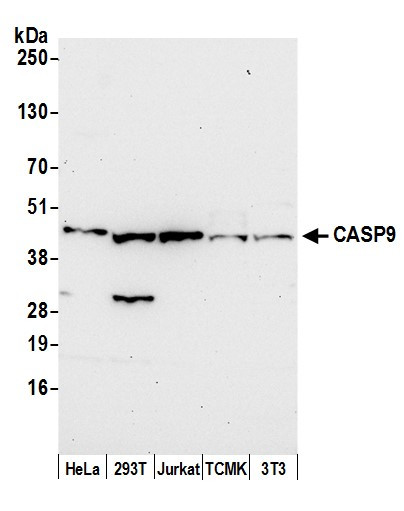 CASP9/Caspase 9 Antibody in Western Blot (WB)