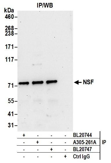 NSF Antibody in Immunoprecipitation (IP)