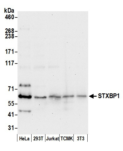 STXBP1/MUNC18-1 Antibody in Western Blot (WB)