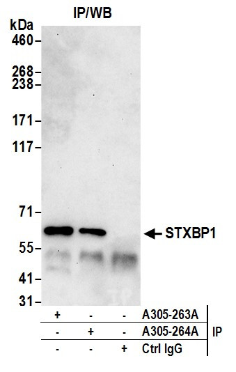 STXBP1/MUNC18-1 Antibody in Immunoprecipitation (IP)