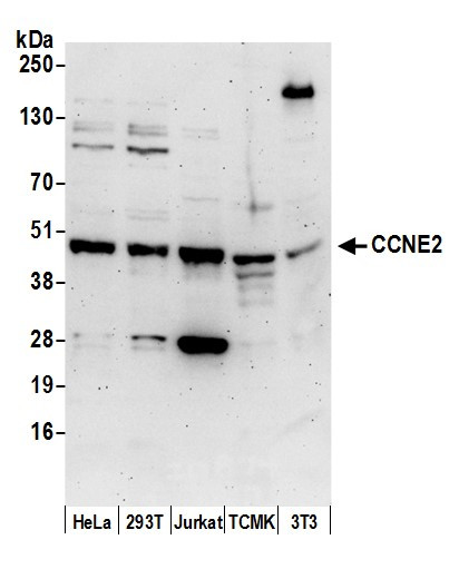 CCNE2/Cyclin E2 Antibody in Western Blot (WB)