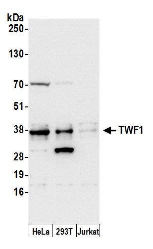 TWF1/PTK9 Antibody in Western Blot (WB)
