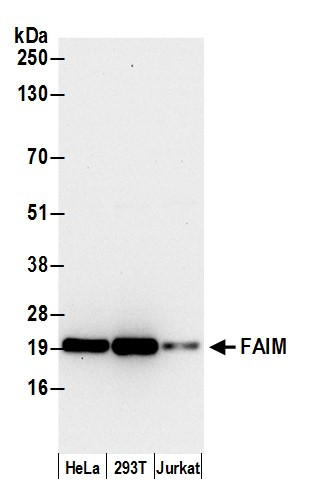 FAIM Antibody in Western Blot (WB)