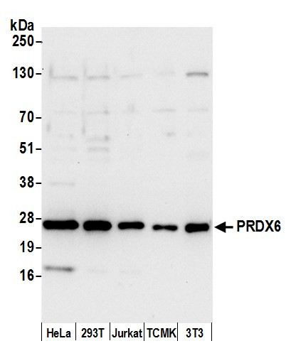 PRDX6 Antibody in Western Blot (WB)