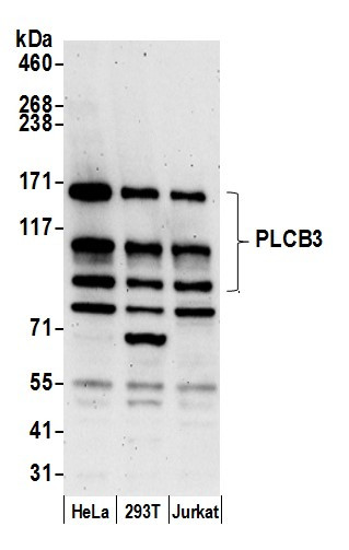 PLCB3 Antibody in Western Blot (WB)