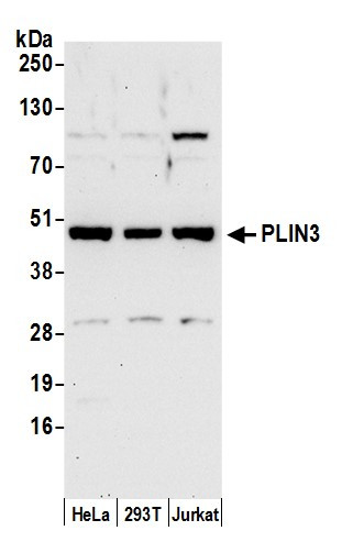 PLIN3 Antibody in Western Blot (WB)