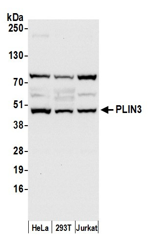 PLIN3 Antibody in Western Blot (WB)