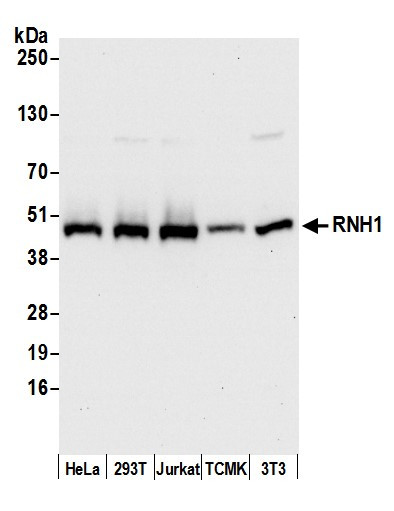 RNH1 Antibody in Western Blot (WB)