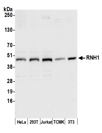 RNH1 Antibody in Western Blot (WB)