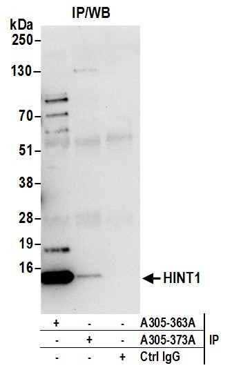 HINT1 Antibody in Immunoprecipitation (IP)
