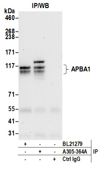 APBA1/MINT1 Antibody in Immunoprecipitation (IP)