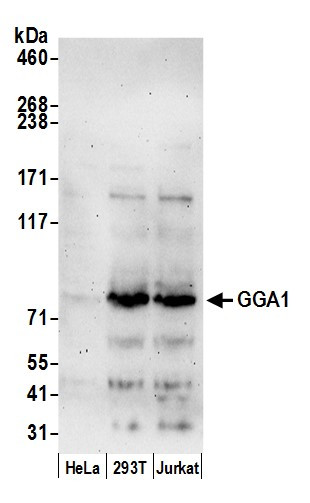 GGA1 Antibody in Western Blot (WB)