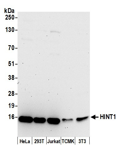 HINT1 Antibody in Western Blot (WB)