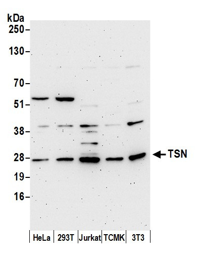 TSN Antibody in Western Blot (WB)