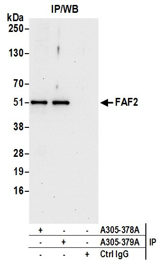 FAF2/ETEA Antibody in Immunoprecipitation (IP)