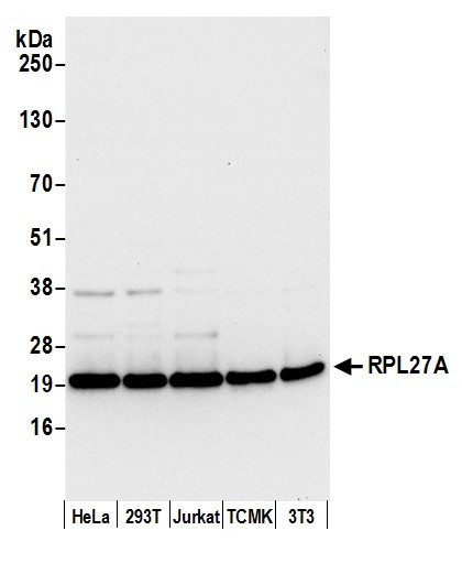 RPL27A/Ribosomal Protein L27a Antibody in Western Blot (WB)