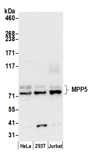 MPP5/Pals1 Antibody in Western Blot (WB)
