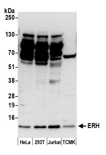 ERH Antibody in Western Blot (WB)