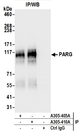 PARG Antibody in Immunoprecipitation (IP)