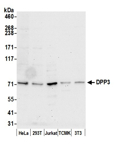 DPP3 Antibody in Western Blot (WB)