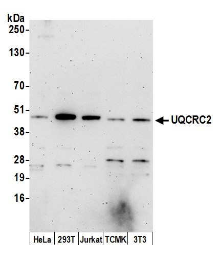 UQCRC2 Antibody in Western Blot (WB)