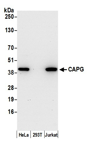CAPG Antibody in Western Blot (WB)