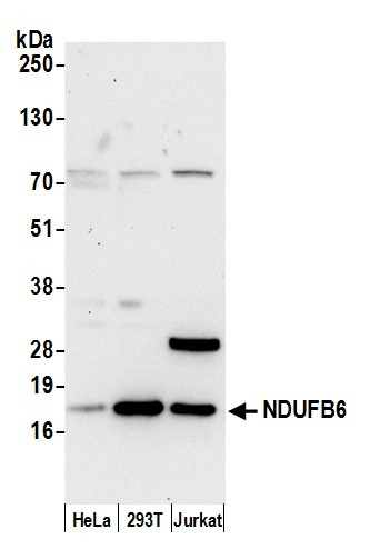 NDUFB6 Antibody in Western Blot (WB)