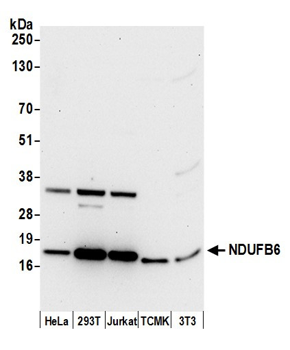 NDUFB6 Antibody in Western Blot (WB)