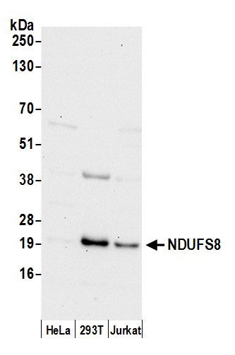 NDUFS8 Antibody in Western Blot (WB)