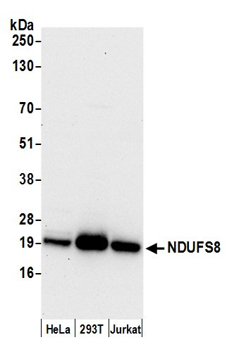 NDUFS8 Antibody in Western Blot (WB)