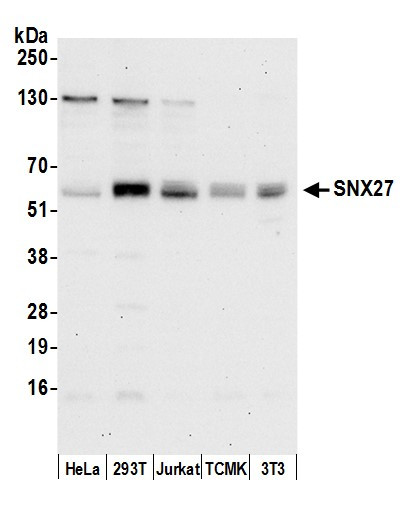SNX27 Antibody in Western Blot (WB)