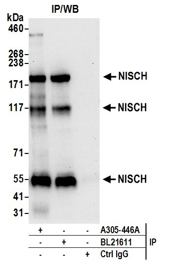 NISCH Antibody in Immunoprecipitation (IP)