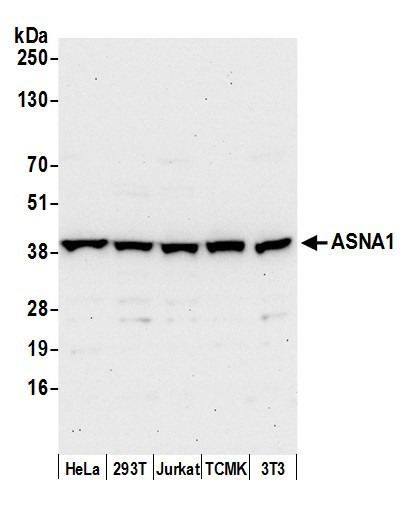 ASNA1 Antibody in Western Blot (WB)