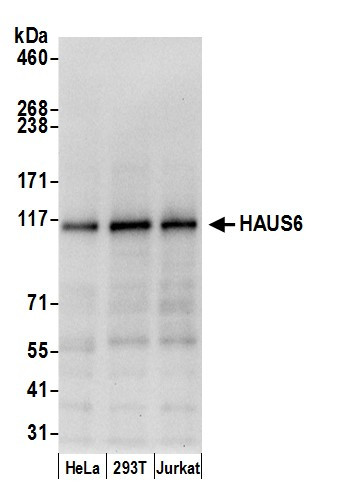 HAUS6 Antibody in Western Blot (WB)
